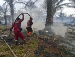 Karhutla Riau Meluas, Pelalawan Jadi Wilayah Terparah dengan 612 Ha