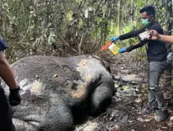 Terkait Gajah Mati Tanpa Kepala, Polisi Periksa 40 Saksi