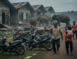 13 Gajah Sumatra Serang Mes Karyawan, Satu Blok Rumah Hancur di Siak