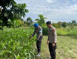 Polsek Kawasan Pelabuhan Polresta Pekanbaru Pastikan Pertumbuhan Tongkol Jagung Optimal Demi Dukung Ketahanan Pangan