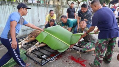 Semangat Berbagi Idul Adha, Kodam XIX/Tuanku Tambusai Sembelih 18 Ekor Sapi dan 9 Ekor Kambing