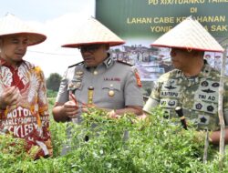 Danrem 031/WB Laksanakan Panen Raya Cabai di Kebun Yonif 132/BS sebagai Wujud Nyata Dukungan TNI terhadap Program Ketahanan Pangan Nasional