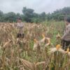 Jelang Panen, Polsek Kawasan Pelabuhan Intensif Rawat Jagung Pipil di Lahan Ketahanan Pangan