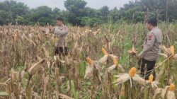 Jelang Panen, Polsek Kawasan Pelabuhan Intensif Rawat Jagung Pipil di Lahan Ketahanan Pangan