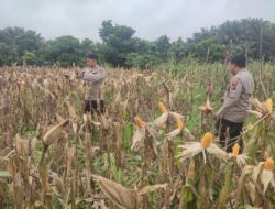 Jelang Panen, Polsek Kawasan Pelabuhan Intensif Rawat Jagung Pipil di Lahan Ketahanan Pangan