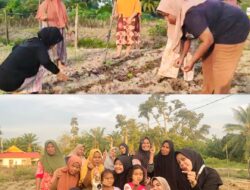 Penanaman Bibit Jagung dan Kacang Tanah di Desa Pembatang
