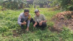 Dukung Program Green Policing, Personel Polsek Limapuluh Tanam Sirsak dan Matoa di Kecamatan Limapuluh