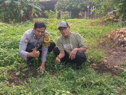Dukung Program Green Policing, Personel Polsek Limapuluh Tanam Sirsak dan Matoa di Kecamatan Limapuluh